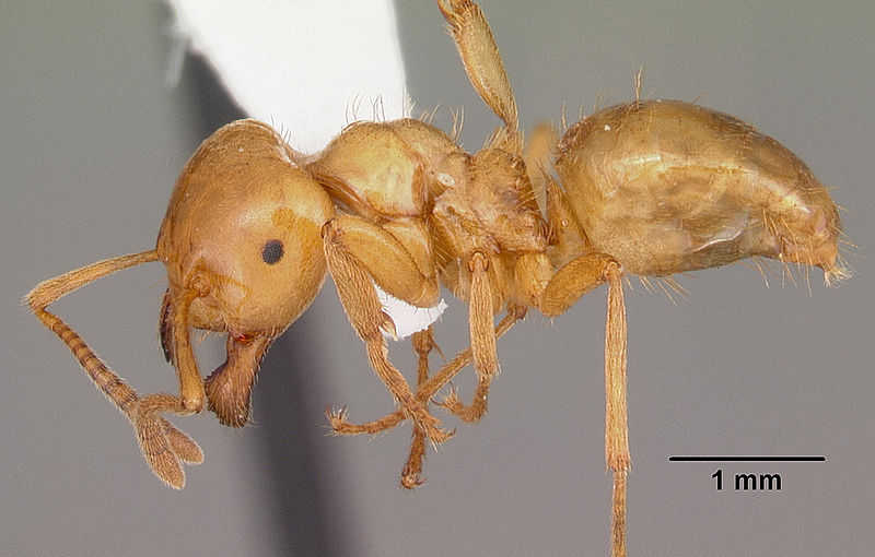 Large Yellow Ant Specimen from AntWeb (https://www.antweb.org/specimen.do?name=casent0103545)