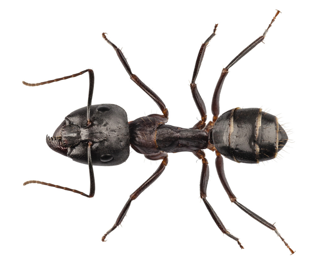 Carpenter Ants Pest Control in the Kawartha Lakes Miller Pest Control
