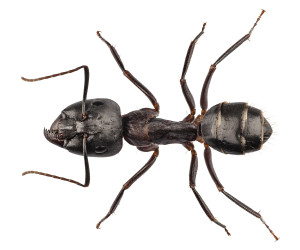 Carpenter Ant