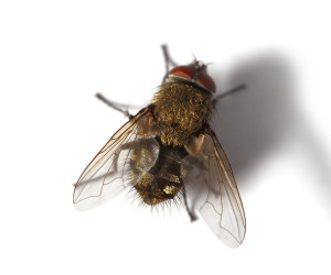 Cluster Fly