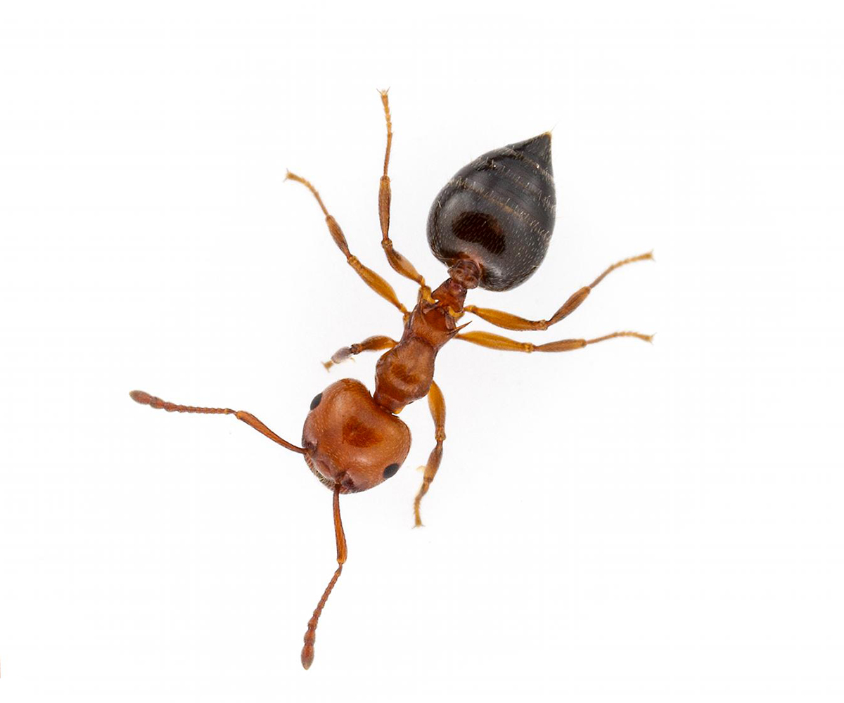 Acrobat Ant