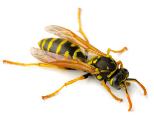 Wasp Wasp