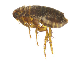 Cat Flea