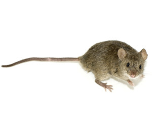 House Mouse