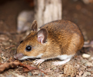 Deer Mouse