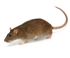 Norway Rat