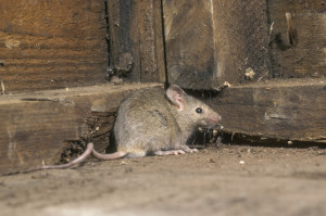 House mouse in shed