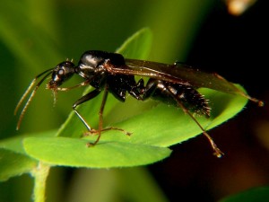 Carpenter_ant_drone_wiki