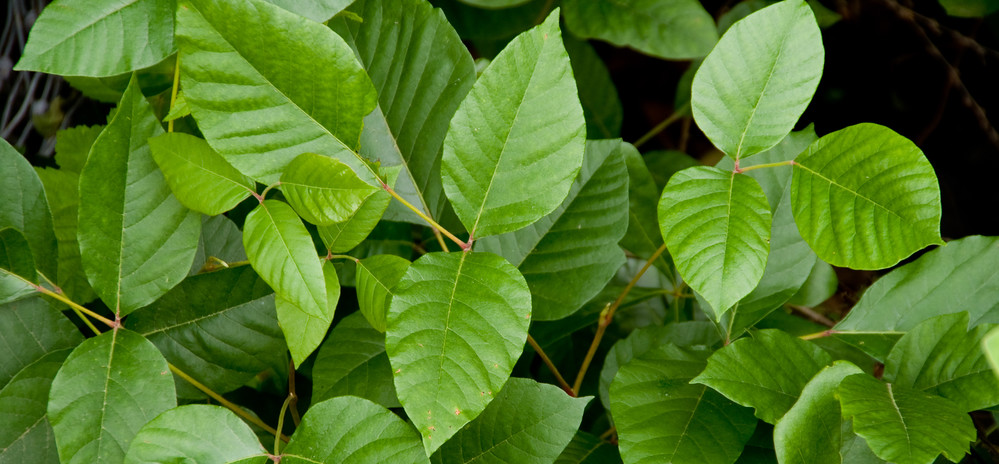 The Poison Ivy plant's sap can cause rashes, hives and other allergic reactions on contact Poison Ivy Sap