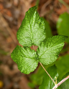 Poison Ivy three red leaves Poison Ivy cluster of three leaflets