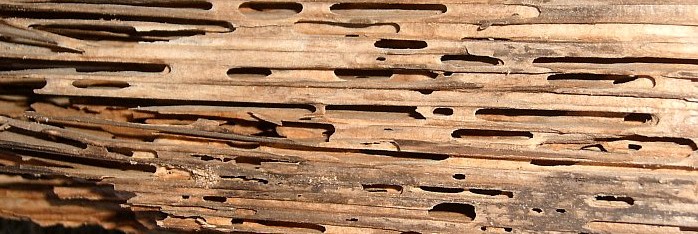 Carpenter Ant Damage