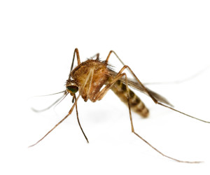 Mosquito on white background