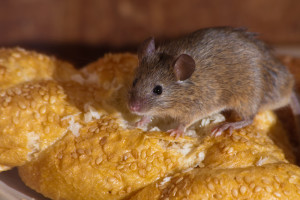 Mouse in the kitchen eating bread