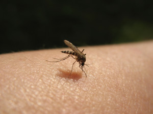 Bloodsucking mosquitoes