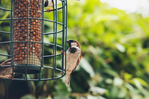 Tree Sparrow (Passer montanus) group at hanging bird feeder, Europe