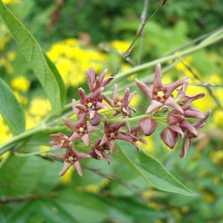 Dog-strangling vine