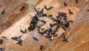 Carpenter Ants in Wood