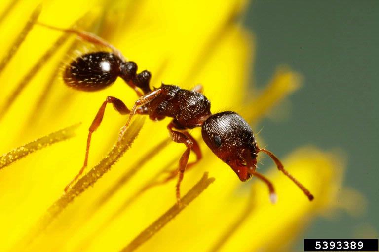 Pavement ant on a dandelion. Photo Joseph Berger, Bugwood.org