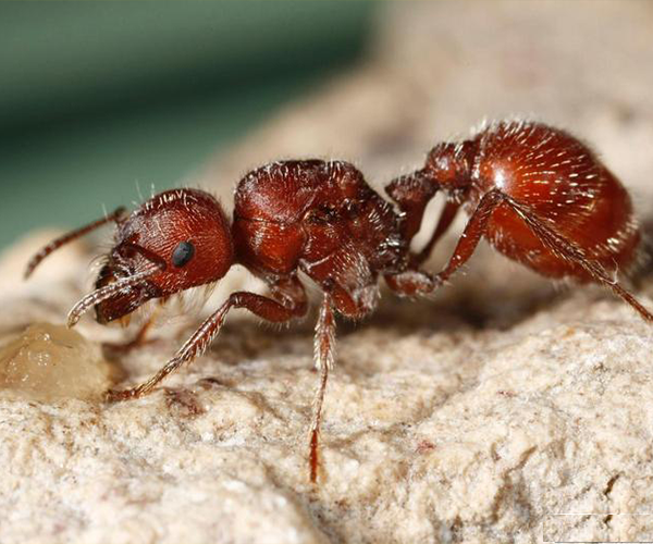 Red Harvester Ant. Photo by Joseph Berger, Bugwood.org