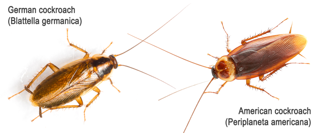 German cockroach (Left) and American cockroach (right) from above to see the differences in appearance.