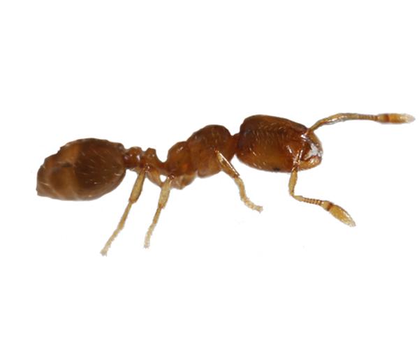 Thief Ant. Photo by Joseph Berger, Bugwood.org