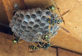 paper wasp nest