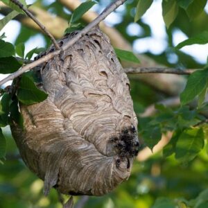 yellow jacket nest