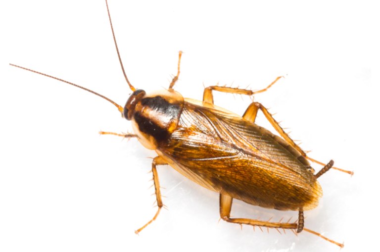 Cockroach