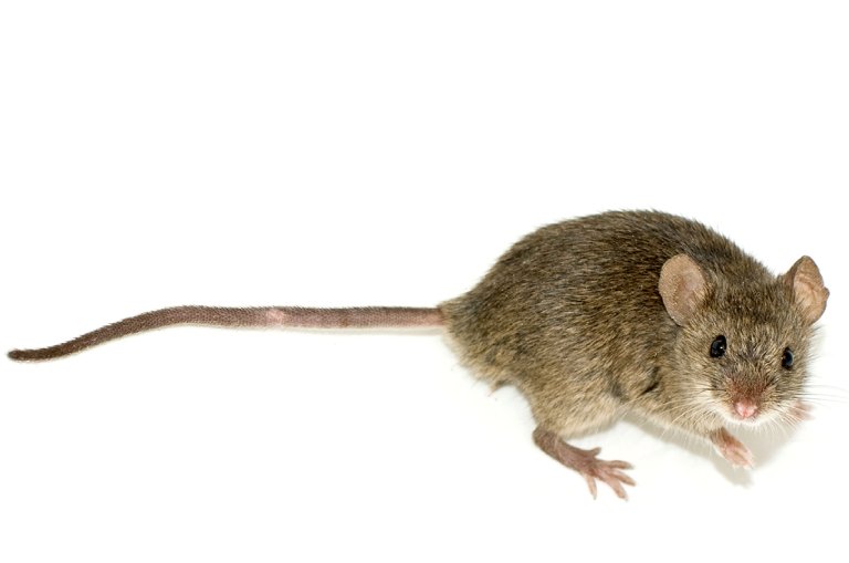 Mice