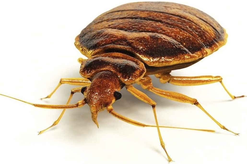 Bed Bug Control Treatment